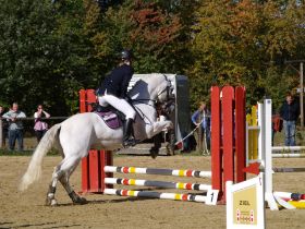 Springreiter 001.JPG